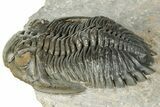Hollardops Trilobite Fossil With Cornuproetus - Ofaten, Morocco #327548-1